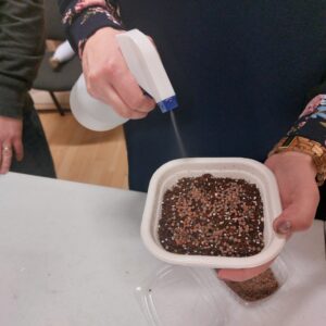 Mikrozöld ültetése