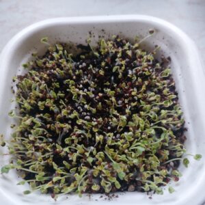 A negyedik nap megindult