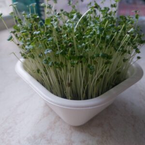 Egy hét után már fogyasztható